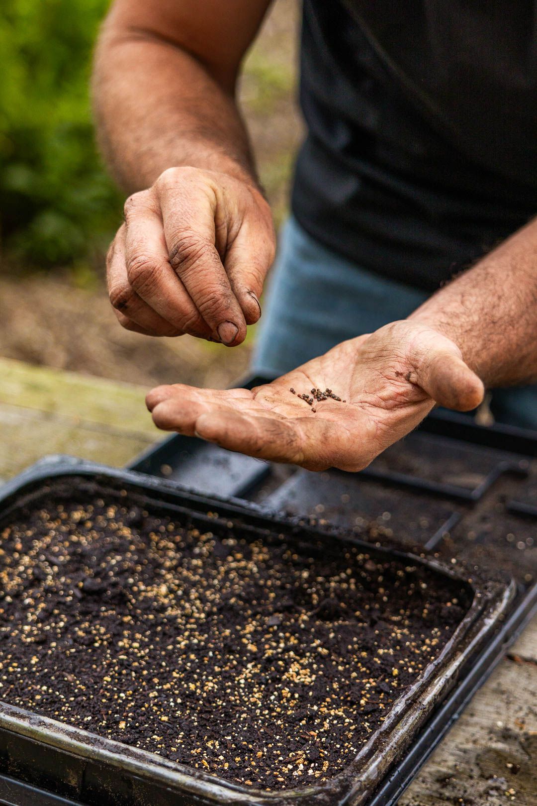 Zaaibak met jonge kiemplantjes