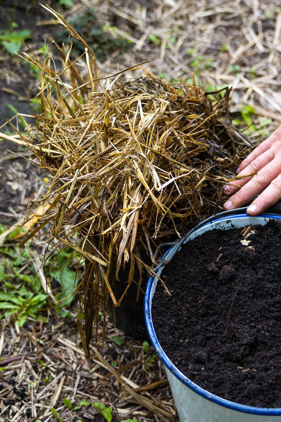 Stro en compost bij emmers in de moestuin