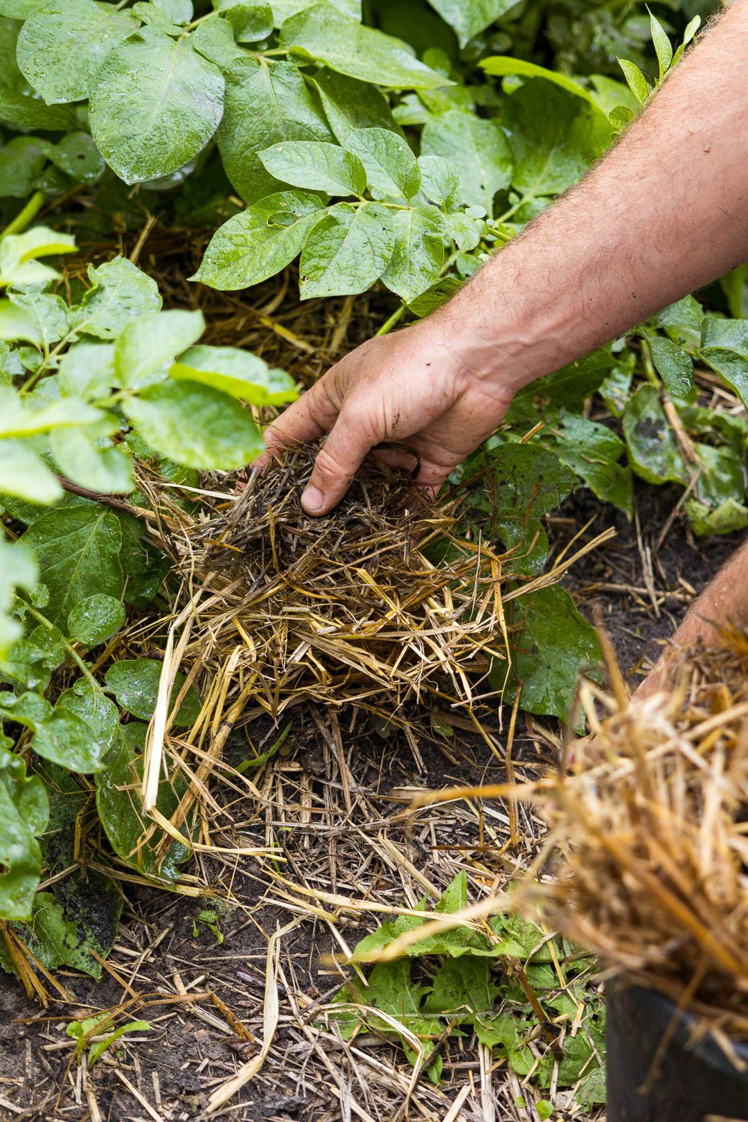 Hand brengt stro aan als mulchlaag tussen aardappelplanten