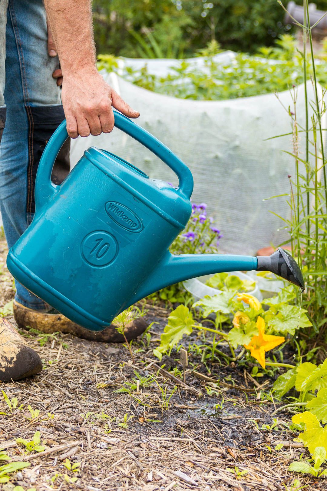 Blauwe gieter geeft water aan jonge planten in de moestuin